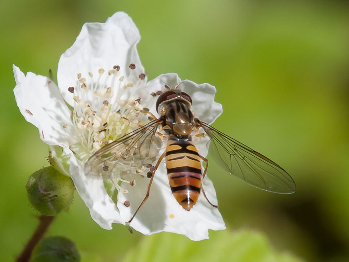 Episyrphus balteatus-6958.jpg